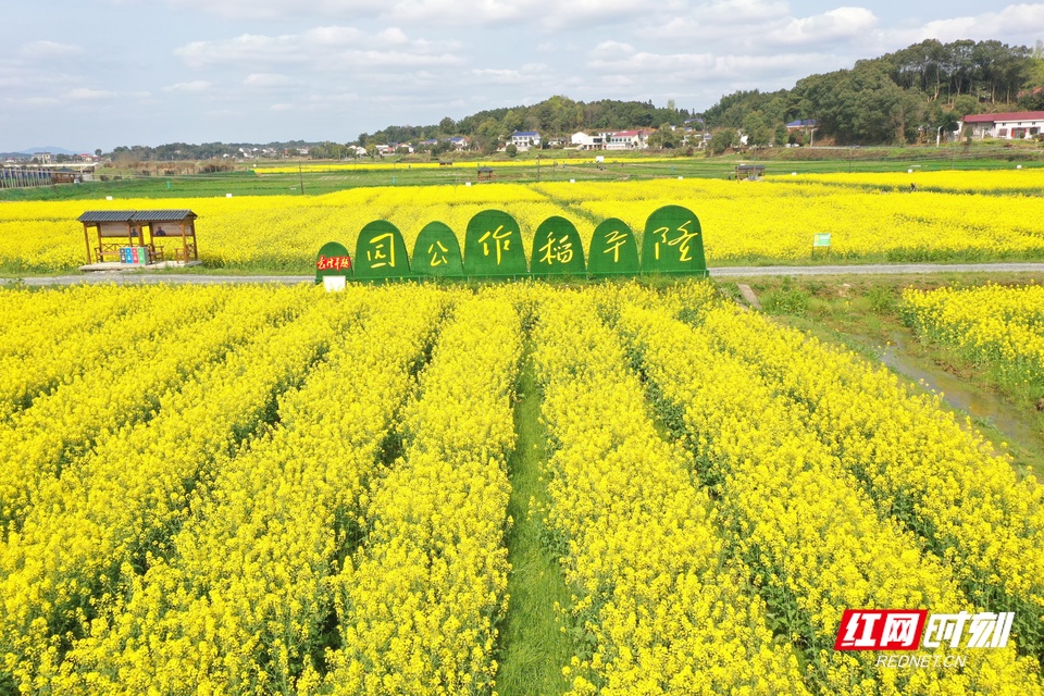长沙县发布春季赏花踏青攻略 3月中旬起迎来最佳赏花期