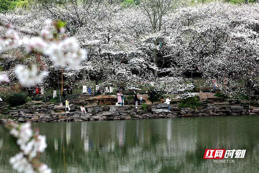 2022湖南世界名花生态文化节开幕 百花齐奏“春之歌”