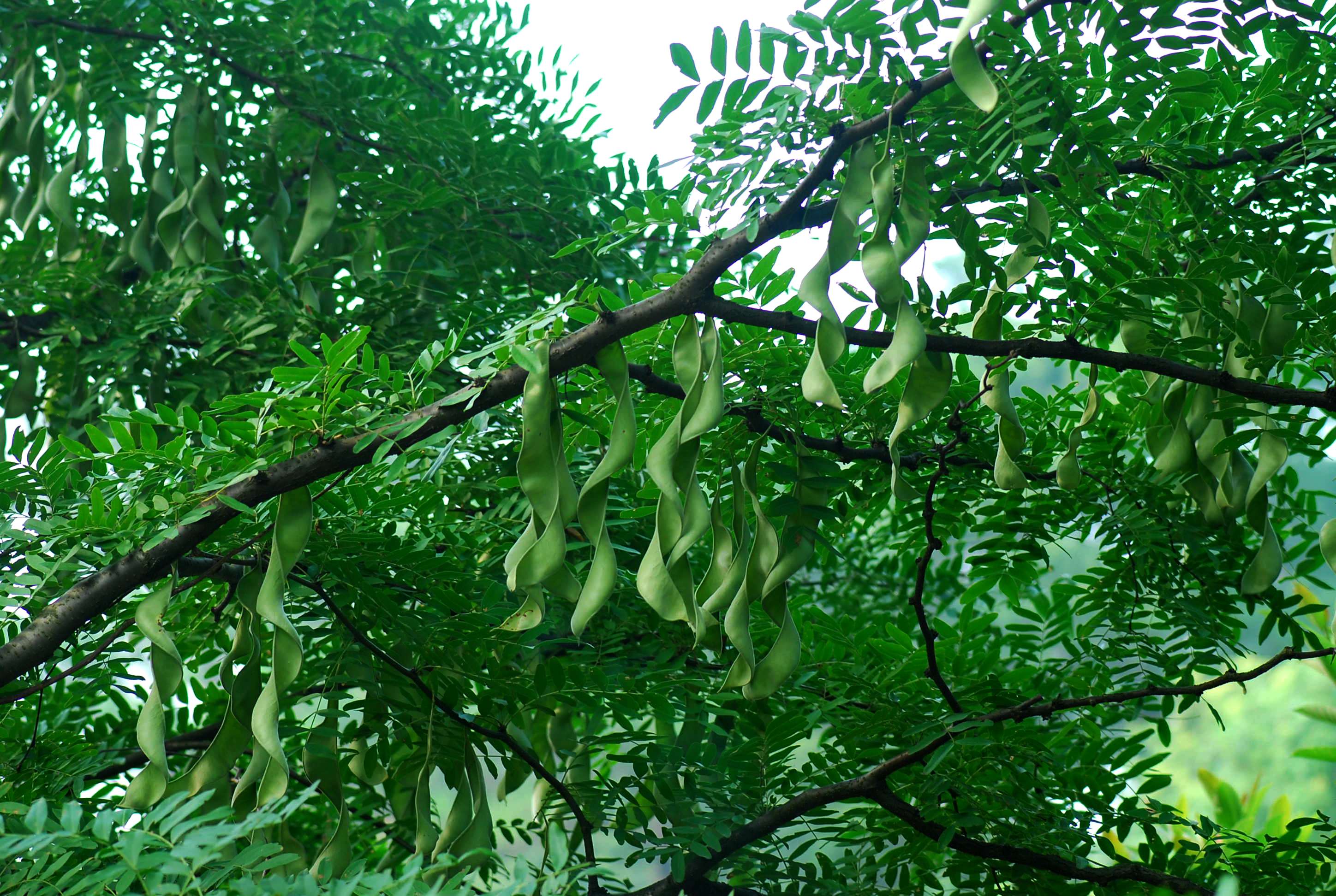 Gleditsia japonica var. velutina 绒毛皂荚 YXL.JPG