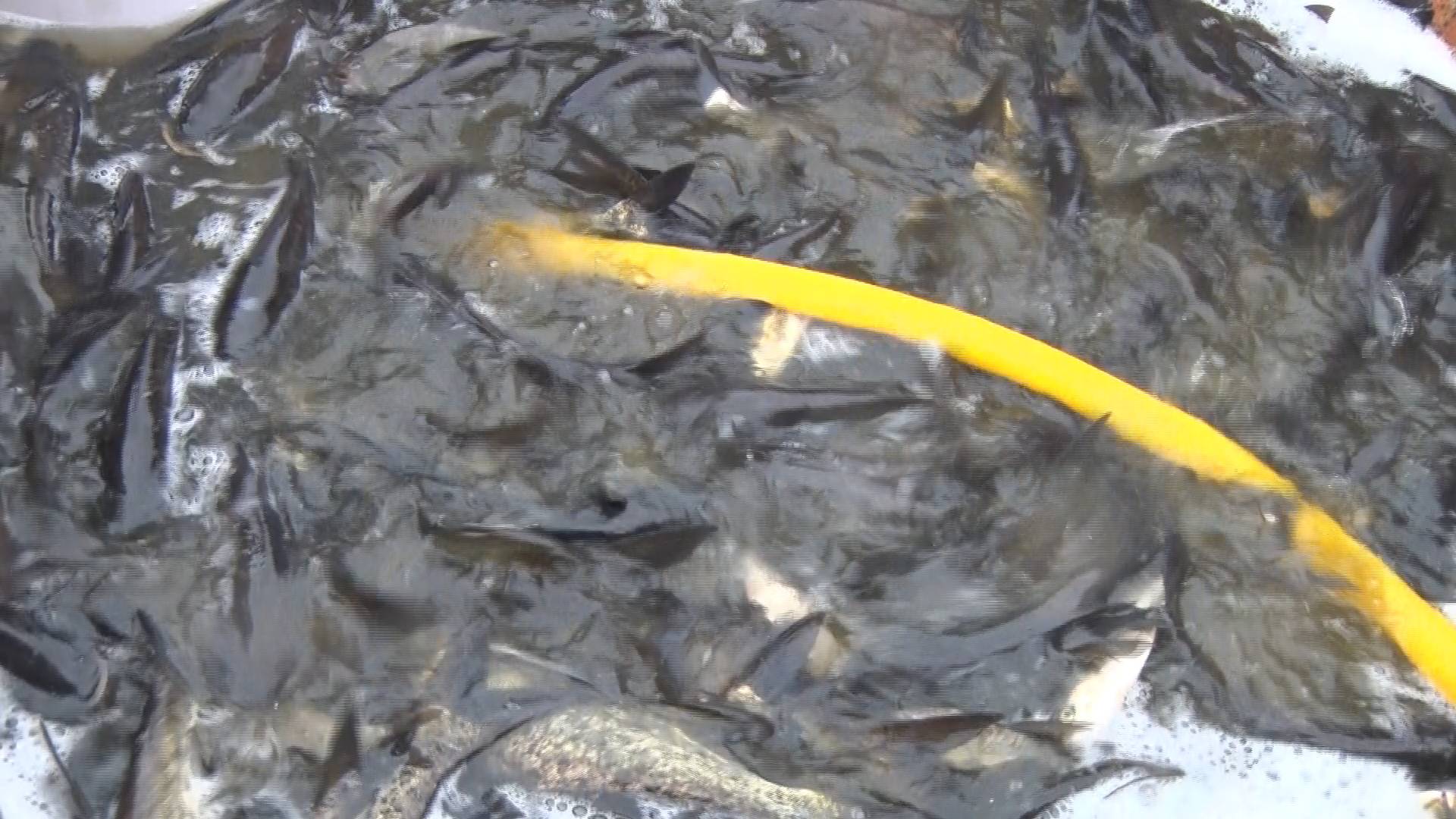 魚2.JPG