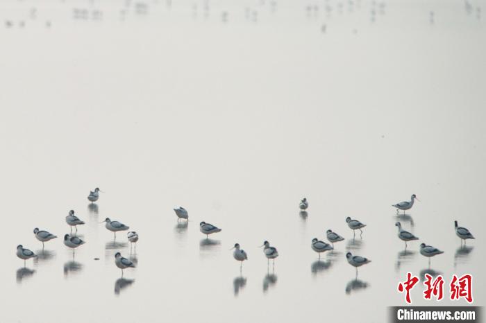 候鸟在洞庭湖湿地越冬。(资料图) 杨华峰 摄