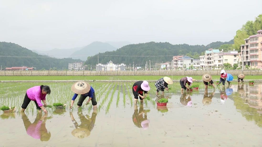 隆回县羊古坳镇雷峰村袁隆平超级杂交水稻高产攻关科研基地 。单位供图