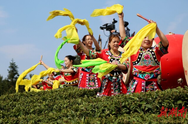 湖南日报头版头条｜古丈茶叶公共品牌放异彩