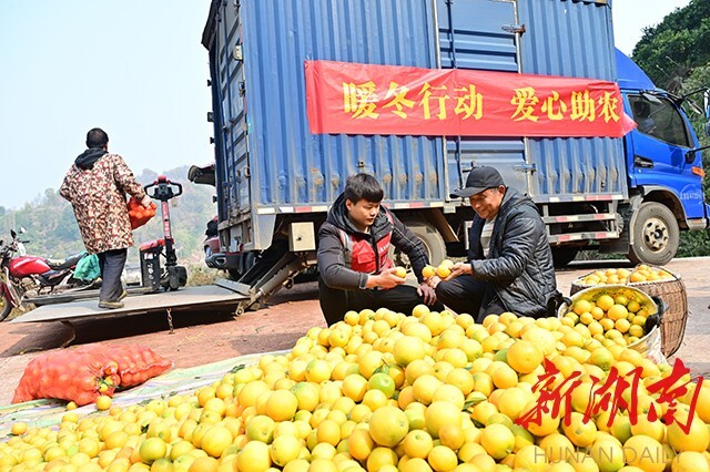 拼多多“暖冬行动”进侗乡，爱心助农销柑橘