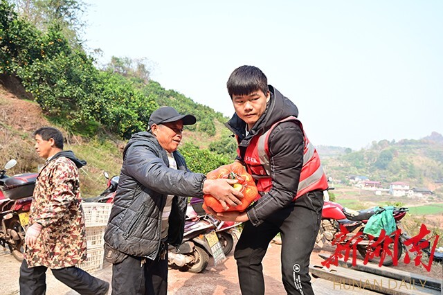 拼多多“暖冬行动”进侗乡，爱心助农销柑橘