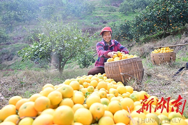 拼多多“暖冬行动”进侗乡，爱心助农销柑橘