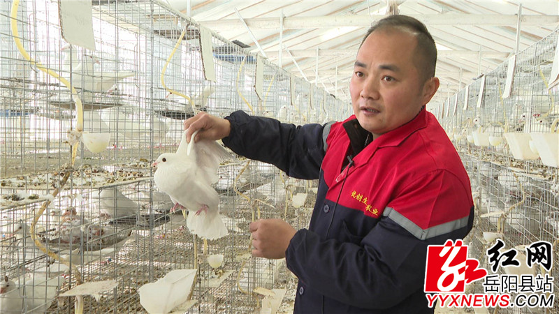 王建介绍米玛斯双肌鸽.JPG