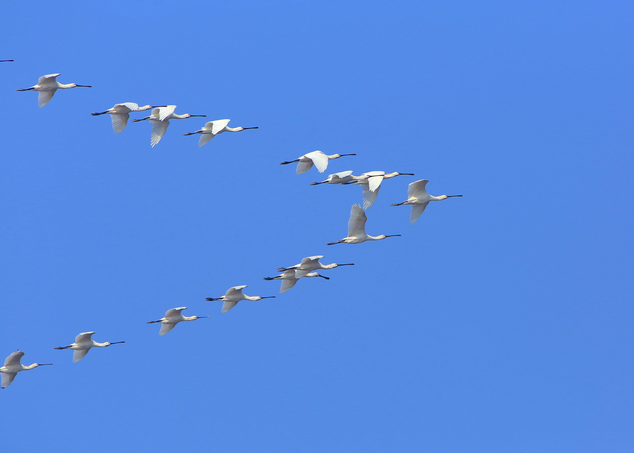 白琵鹭：国家二级保护动物。排成“人”字队形，有利于长距离飞行。.jpg?x-oss-process=style/w10