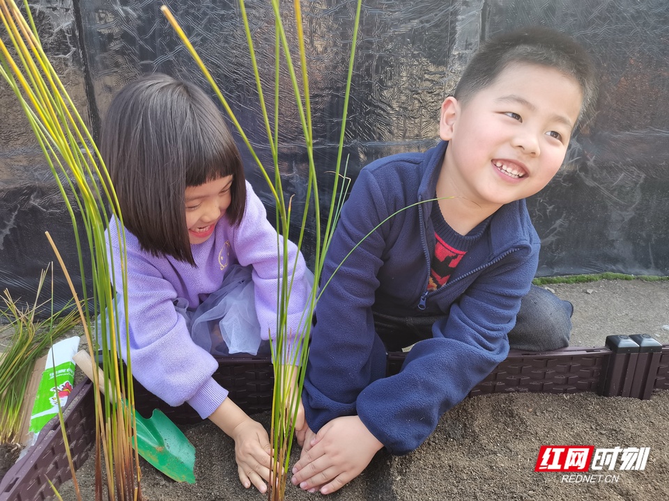 中班幼儿种植灯芯草.JPG