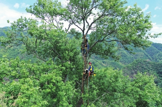 位于新化县天门乡大山村渠江边的古枫香树，树龄360年，树高48米。组图/记者钱烨