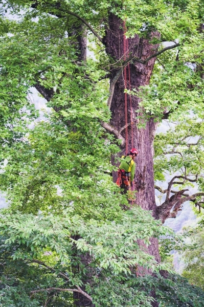 湖湘地理丨巨树猎人挑战树王：48.04米！湖南最高树纪录被刷新