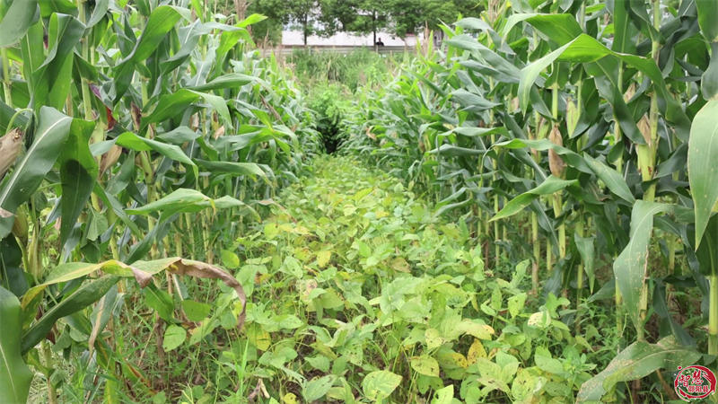 邵阳县大豆玉米带状复合种植测产 实现“一地双丰收”(图1)