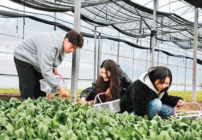 港澳学子香零山里访“种菜”