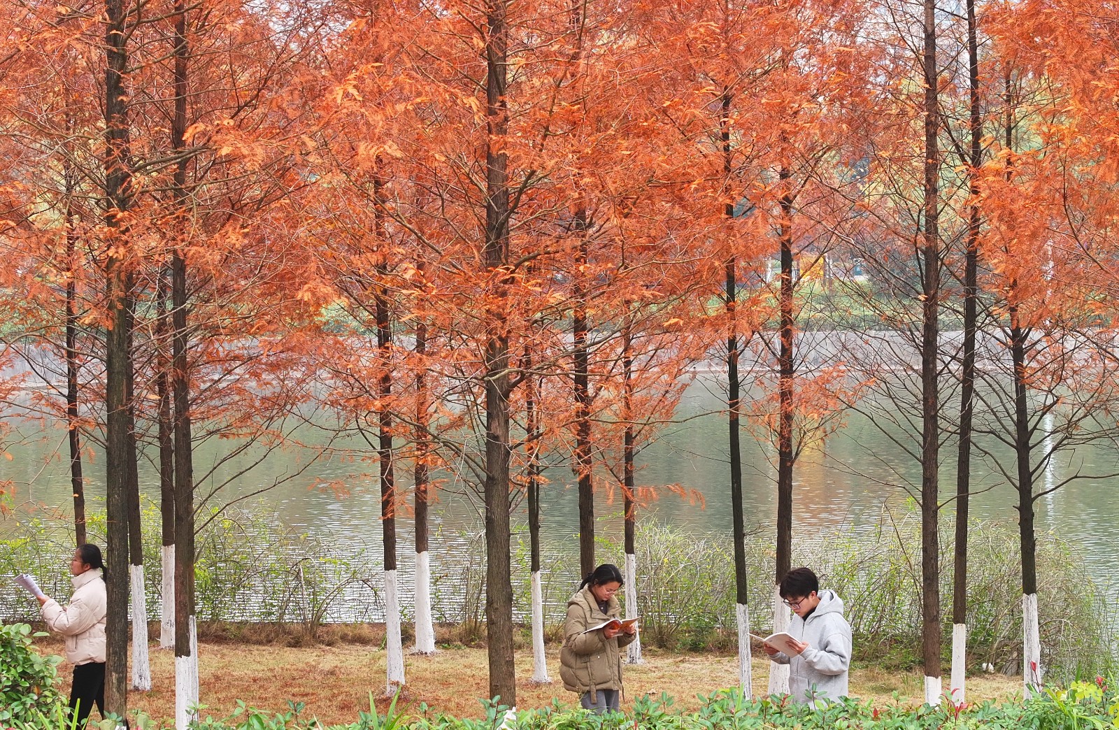 2024年12月13日，湖南省衡阳市，南华大学2025年度考研的同学们在校园里看书复习（无人机照片）。 (1).JPG