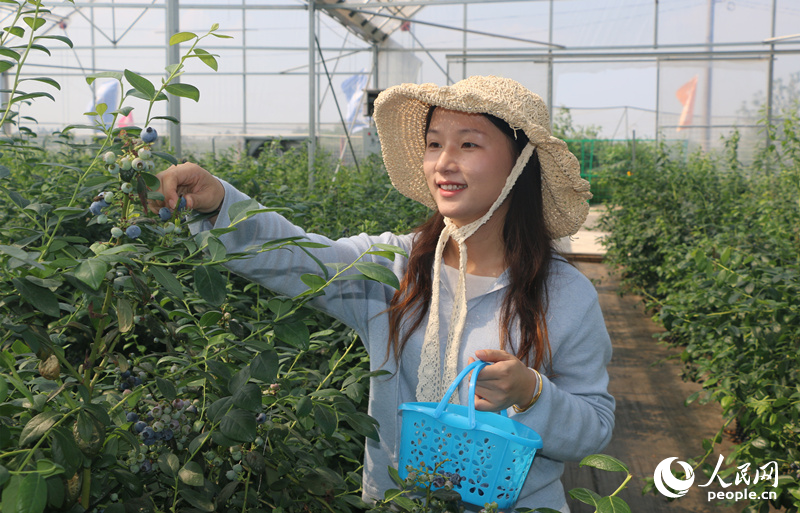 蓝莓采摘。人民网记者 刘宾摄