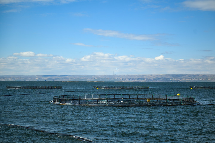 中共四中全会精神深入基层丨青海冷水鱼“游”