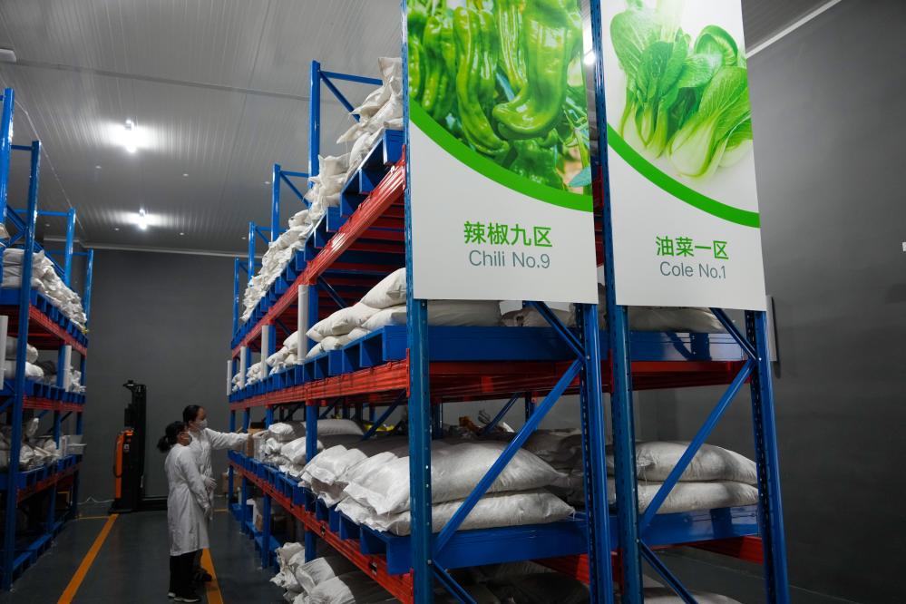 谁还没吃过寿光菜？它的 “种子家底” 太惊人